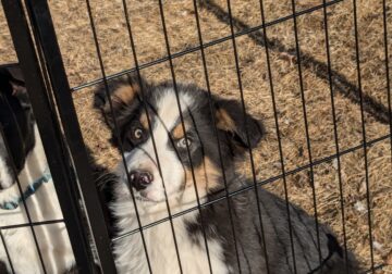 Border Collie Puppies ready for their forever home