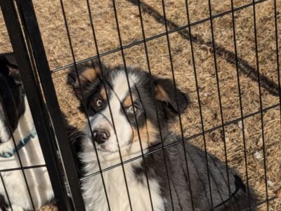 Border Collie Puppies ready for their forever home