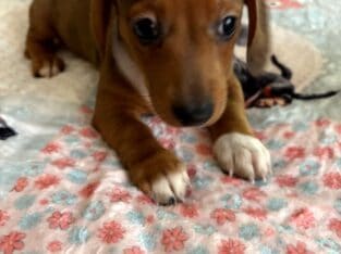 CKC Dachshund Red Dapple With White REMMIE