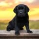 AKC Labrador Retriever