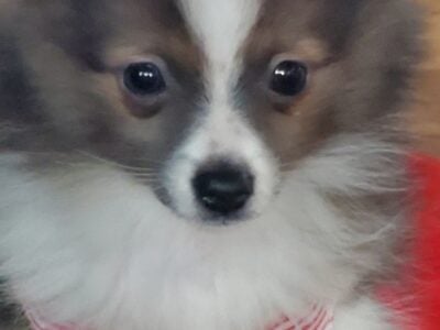 Female Pomeranian, pure breed with papers for sale