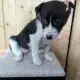 Border Heeler puppies
