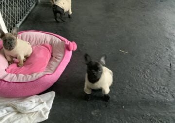 FRENCH BULLDOG PUPPIESS