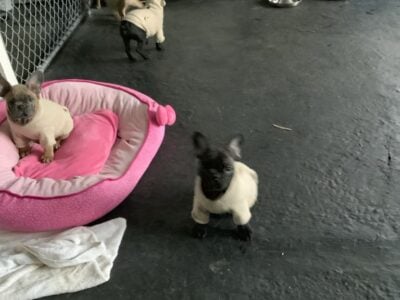 FRENCH BULLDOG PUPPIESS