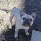 BULLIEST BULLY CHAPO STUD