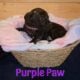 English Mastiff Puppies