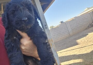 Giant schnauzers puppies