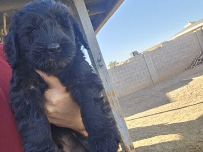 Giant schnauzers puppies