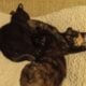 2 calico kittens free to a good home