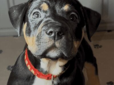 Beautiful black tri bully for sale