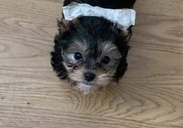 Yorkie puppies