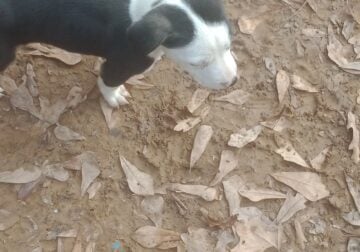 Bully Pit puppies FREE to good home