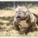 American bully pups micro