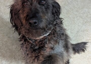 Female Labradoodle