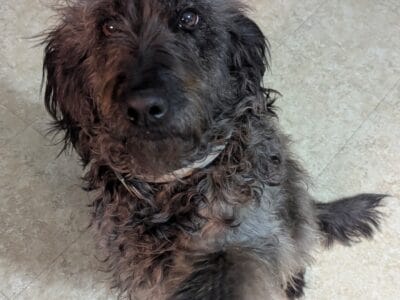 Female Labradoodle