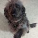 Female Labradoodle