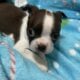 Akc Boston Terrier Puppies