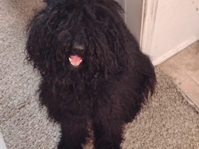 Rescued FB standard Poodle (just needs good groom)