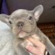 AKC Lilac French Bulldog