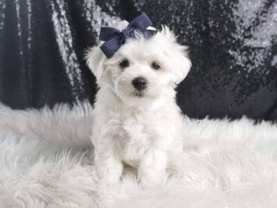Eaton AKC Maltese