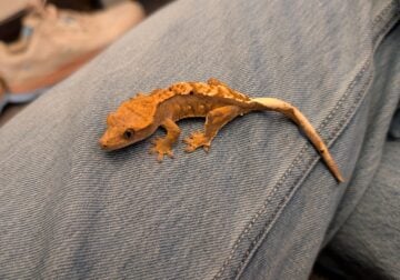 Baby Crested Gecko