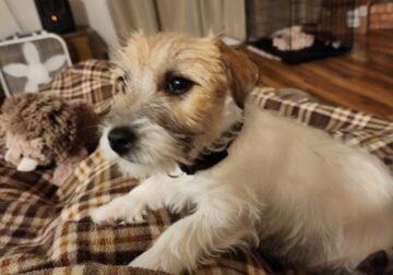 Play Buddy wanted