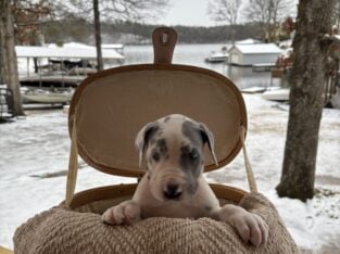 Male Blue Harlequin Great Dane