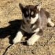 SIBERIAN HUSKIES READY TO HOME NOW ONLY 5 LEFT
