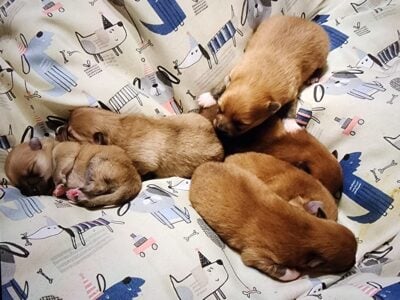 Pomeranian puppies