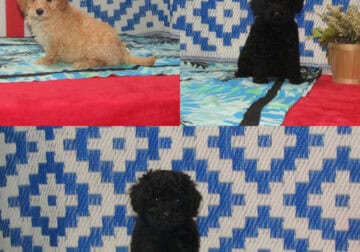 Creed, Deacon, & Cora – Maltipoos