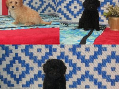Creed, Deacon, & Cora – Maltipoos