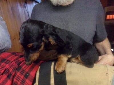 miniature dachshund