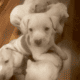 Adora-bull pit bull puppies!