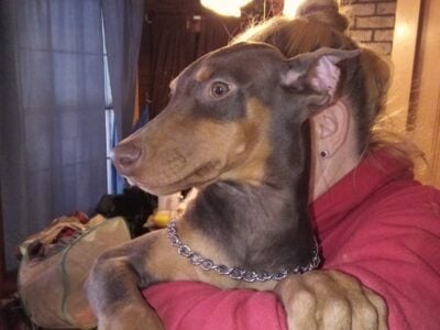 Doberman puppies