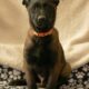 7 Malinois Puppies for Sale