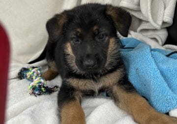 German Shepherd