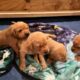 AKC Lab Puppies for Sale