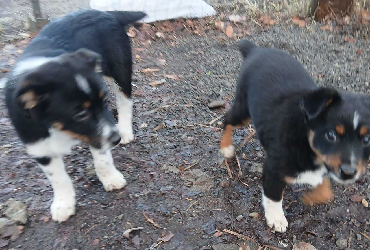 Miniature Australian Shepherd Puppies