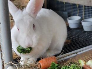 NEW ZEALAND , ALL WHITE DOE Rabbit 1 year old ,