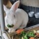 NEW ZEALAND , ALL WHITE DOE Rabbit 1 year old ,