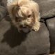 AKC Marshal