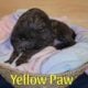 English Mastiff Puppies