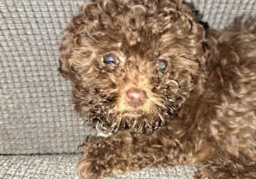 HAVAPOO PUPPIES FOR SALE