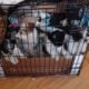 Puppies
