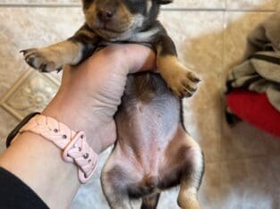 Puppy chihuahua
