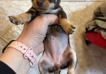 Puppy chihuahua
