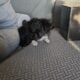 Tiny female long hair chihuahua puppies.