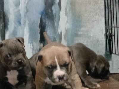 Xl bullies