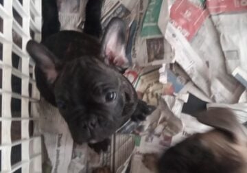 French Bulldog puppies