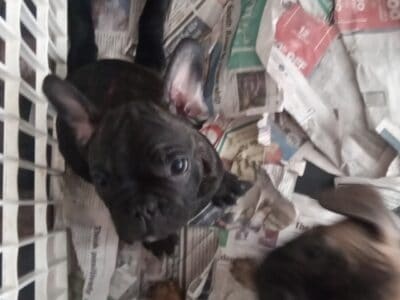 French Bulldog puppies